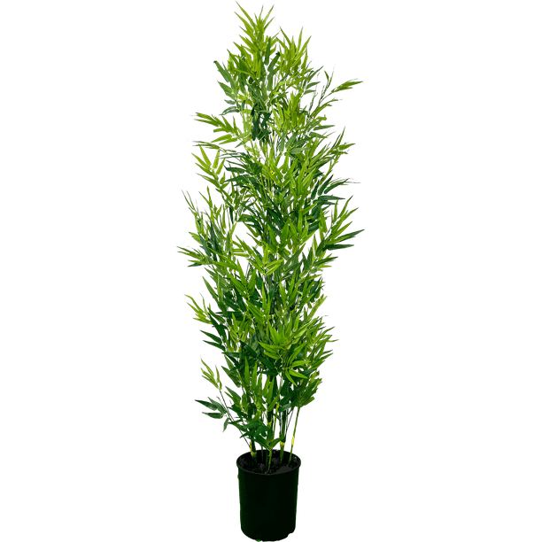 Bamboo Plants Privacy