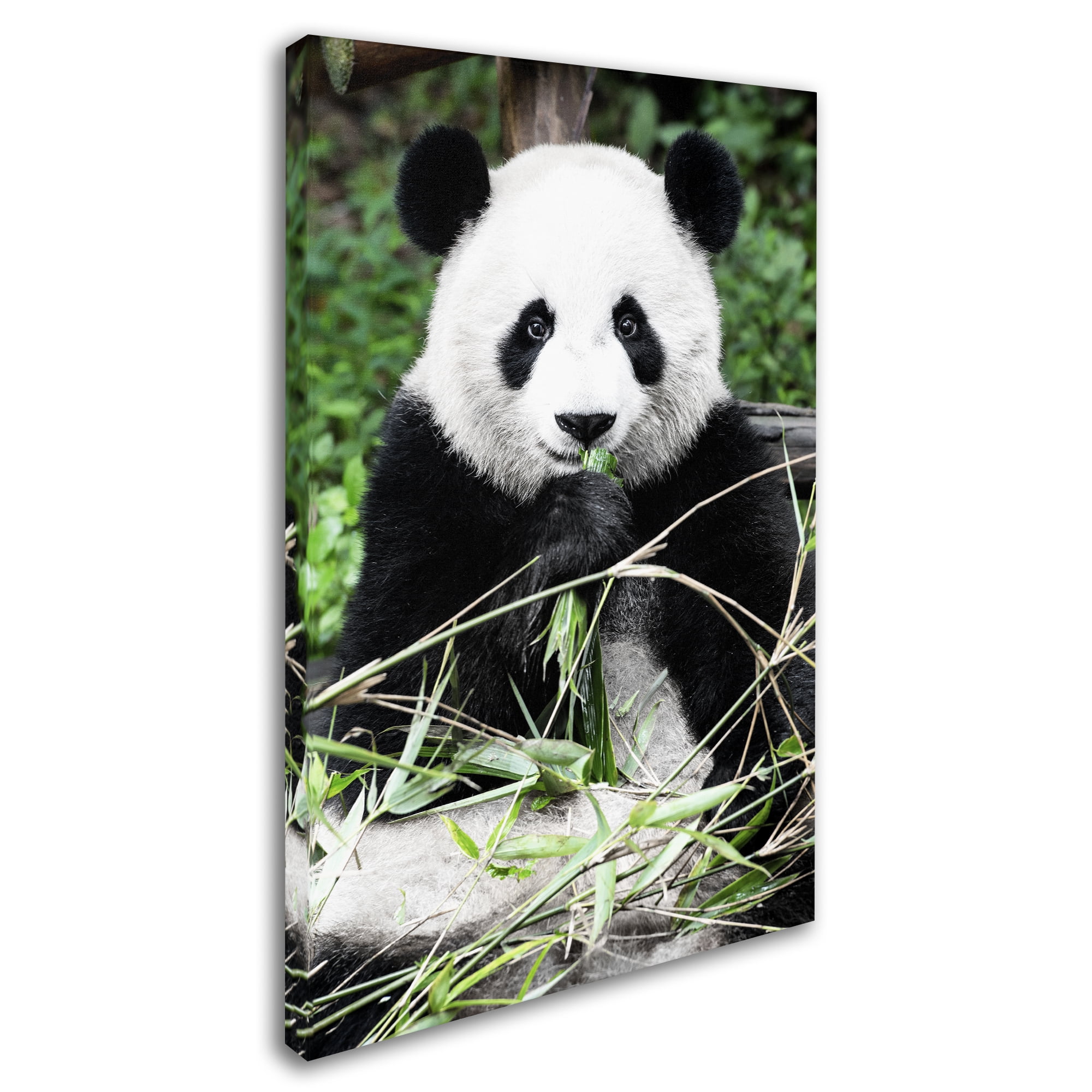 Trademark Fine Art "Giant Panda" Canvas Art by Philippe Hugonnard