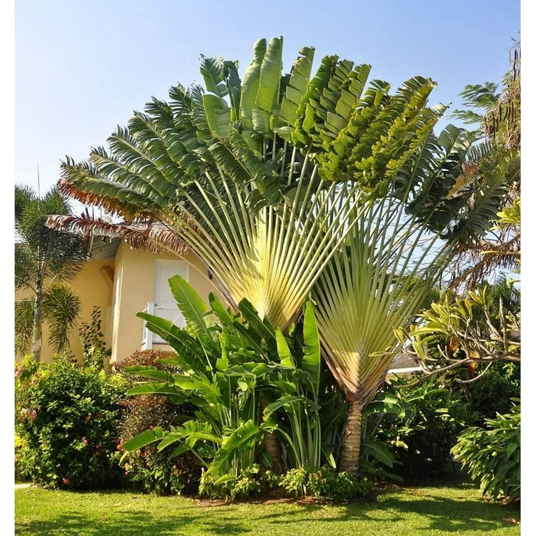 Ravenala madagascariensis, Travellers Palm