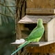 thumbnail image 2 of 30 huevos de plástico sólido para loro, huevos de pájaro falsos para cría de palomas, sustitutos artificiales de huevos de paloma para la gestión del nido e incubación., 2 of 7