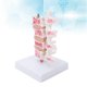 thumbnail image 1 of Modelo profesional de osteoporosis modelo anatómico humano de columna vertebral para demostración de enseñanza de formación educativa médica Anggrek Otros, 1 of 8