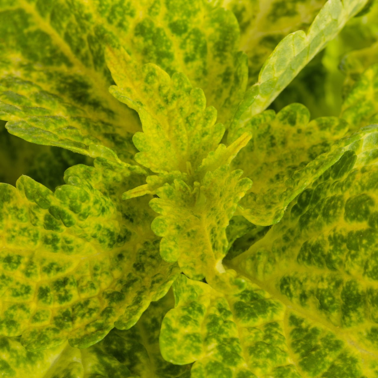 Better Homes & Gardens 2QT Green Coleus Live Annual Plant Shade 3-Pack