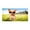 B, variant on Feledorashia Oversized Microfiber Beach Towels Dog Pattern Beach Towels 30x60'' Large Beach Towels Quick Dry Absorbent Lightweight Sand Proof Bath Towels