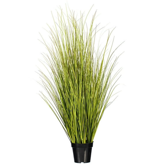 48" Green/Brown Switchgrass Potted