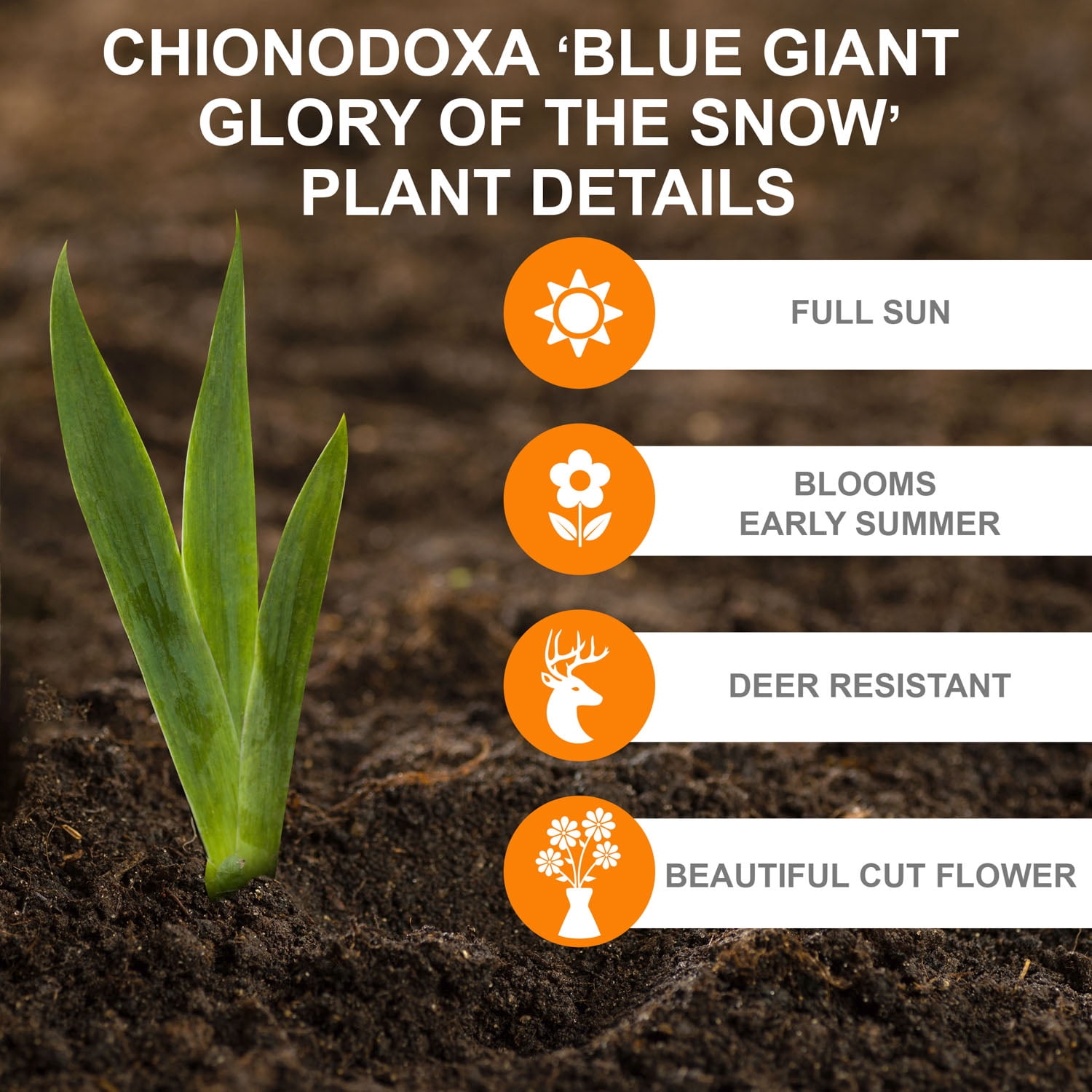 Garden State Bulb Blue Giant Chionodoxa Glory of the Snow Flower Bulbs, 5/+cm, Fragrant (Bag of 50)