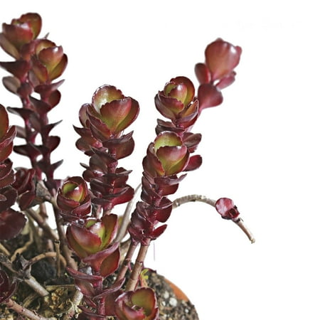 Ground Cover Seeds Sedum Seeds - Voodoo Variety - 1000 Seeds - Red Leaves, Rose Flowers - Perennial Groundcover - Flower Garden - Sedum Spurium ()