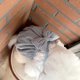 thumbnail image 4 of Cute Winter Pet Dog Princess Clothing Skirt Bow Lace Skirt for Small Dog Teddy Pomeranian Cat Dressed Clothes ShopWise Round, 4 of 7