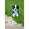 thumbnail image 5 of Garden Decor Animal Statue Border Collie Puppy, 5 of 5