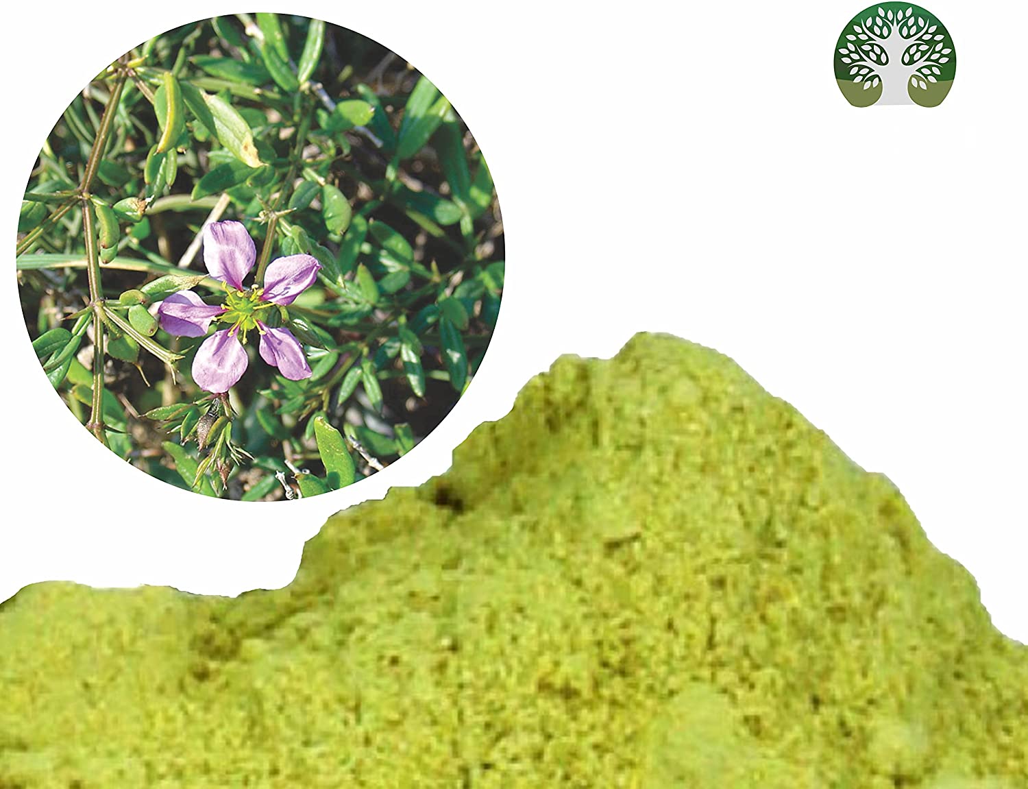 AYURVEDASHREE Fagonia cretica Powder 100 Gm, Dhamasa Herbal Supplement- Vegan - image 5 of 7