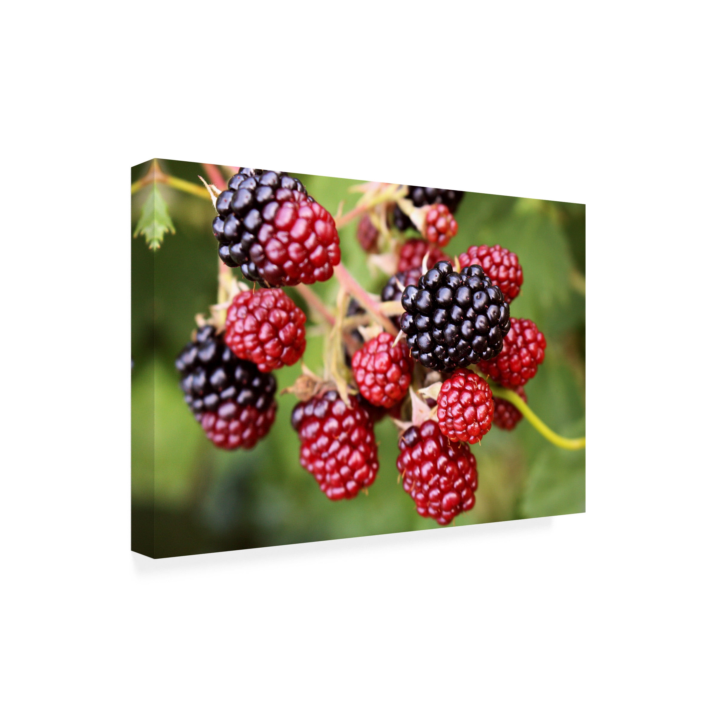 Canvas Wall Art - DANE 'Food 92' Wall Art for Living Room, Bedroom, or Office DÃ©cor by Trademark Fine Art - 19 x 12 Inches