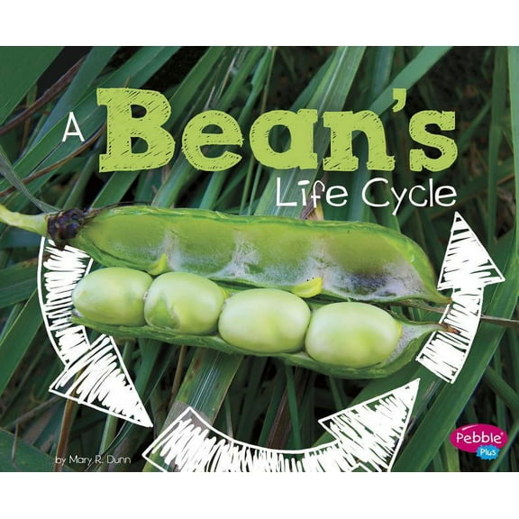Explore Life Cycles A Bean's Life Cycle, (Paperback)