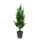 thumbnail image 2 of Luces LED de ramitas - Luz nocturna blanca cálida alimentada por USB • 30 LED • IP44 impermeable • Decoración artificial para plantas de 45-50cm, 2 of 6