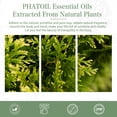 thumbnail image 4 of PHATOIL Cypress Essential Oil 30 mL (1 oz) 100% Pure, Undiluted, Therapeutic Grade, 4 of 7