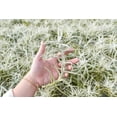 thumbnail image 3 of Air plant shop Tillandsia Albida 'Minor'- Live Tillandsia Succulent House Plants - Home and Garden Decor - Easy Care Indoor and Outdoor Plants (Pack of 3), 3 of 12