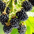 thumbnail image 4 of Set 2 Arapaho Crown Thornless BlackBerry Plant Live, 4 of 6