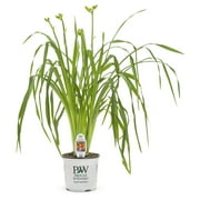 Proven Winner 2.5QT Daylily