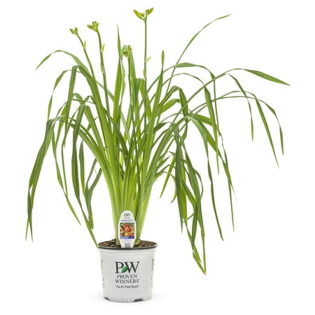 Proven Winner 2.5QT Daylily
