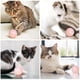 thumbnail image 3 of Pelotas de juguete interactivas para gatos, pelota eléctrica recargable por USB, juguete para gatos, pelotas para chirriar, pelotas de entretenimiento para mascotas de 4,3 cm (azul), 3 of 6
