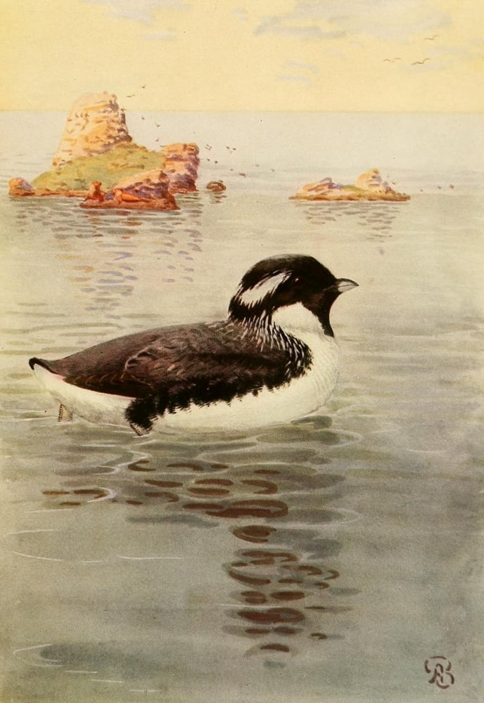 Birds Of California