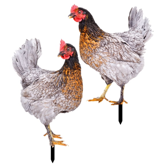 Realistic Chicken Yard Stake for Garden Decor Acrylic Outdoor Ornament Assorted Color