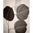thumbnail image 3 of Van Swearingen, Debra 15x18 Black Modern Framed Museum Art Print Titled - Eucalyptus Sepia, 3 of 5