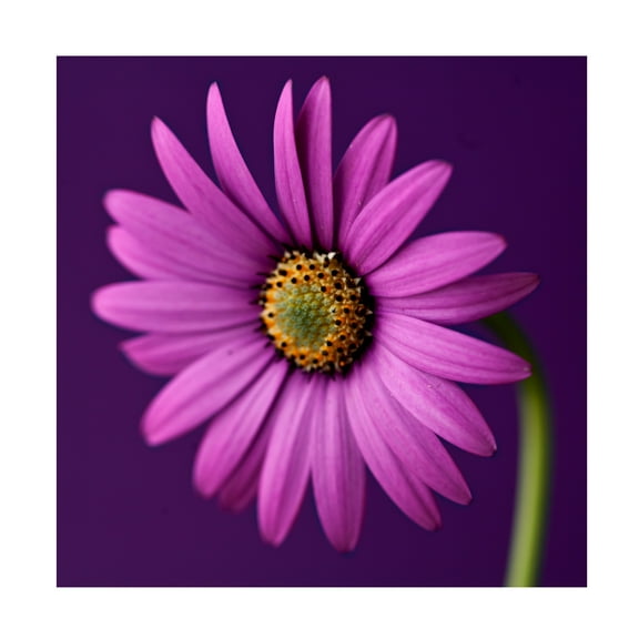 Symposium Design 'Plum Daises I' Canvas Art