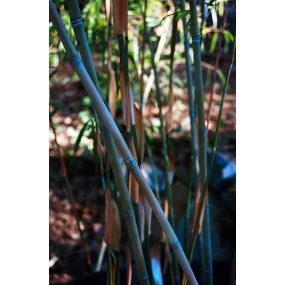 50 Colorful Clumping Bamboo Seeds Privacy Plant Garden Shade Exotic Screen 442 US SELLER