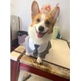 thumbnail image 7 of BT Bear Large Dog Wedding Shirt, Dog Tuxedo With Bow Tie, Dog Wedding Formal Suit, Doggie Prince Gentleman Costume for Medium Large Dogs Grey XL, 7 of 7