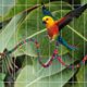 thumbnail image 3 of Juguetes para loros y pájaros shaofei 6 piezas columpio hamaca colgante escaleras color aleatorio, 3 of 5