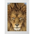 thumbnail image 1 of Centioli, Mike 17x24 White Modern Wood Framed Museum Art Print Titled - Serious Lion, 1 of 4