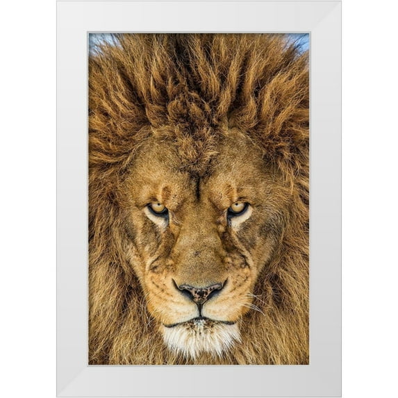 Centioli, Mike 17x24 White Modern Wood Framed Museum Art Print Titled - Serious Lion