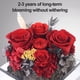 thumbnail image 3 of Decoración de flores eternas flores secas de rosas regalos navideños regalos de cumpleaños para familiares y amigos, 3 of 5