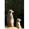 thumbnail image 2 of Millet, Karyn 23x32 White Modern Wood Framed Museum Art Print Titled - Meerkats, 2 of 4