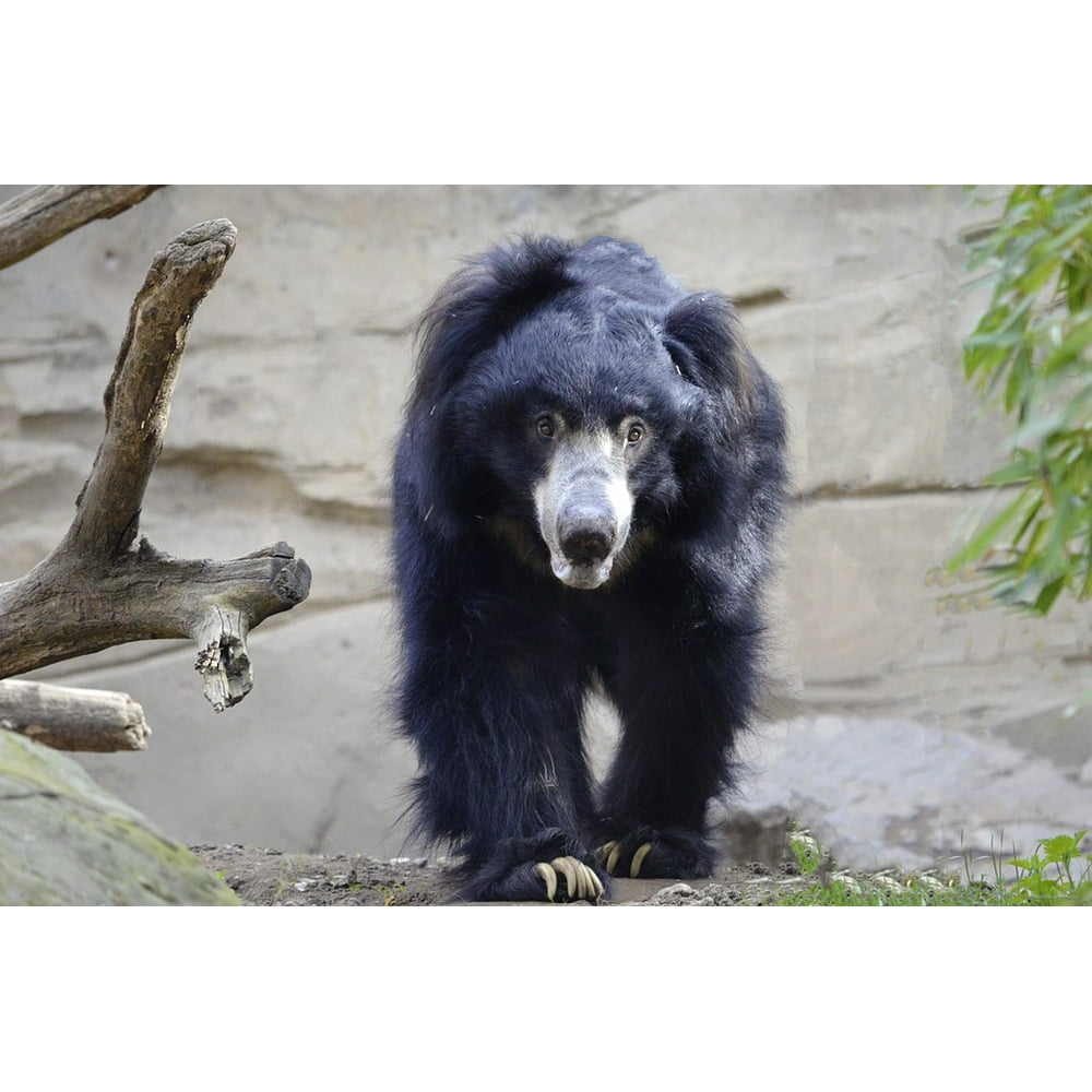 Funny Bear Predator Snout Black Sloth South Asia-12 Inch By 18 Inch