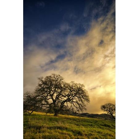 Warm Morning Light and Oak Trees, Mount Diablo, San Francisco Bay Area Print Wall Art By Vincent (Best Trees For Bay Area)