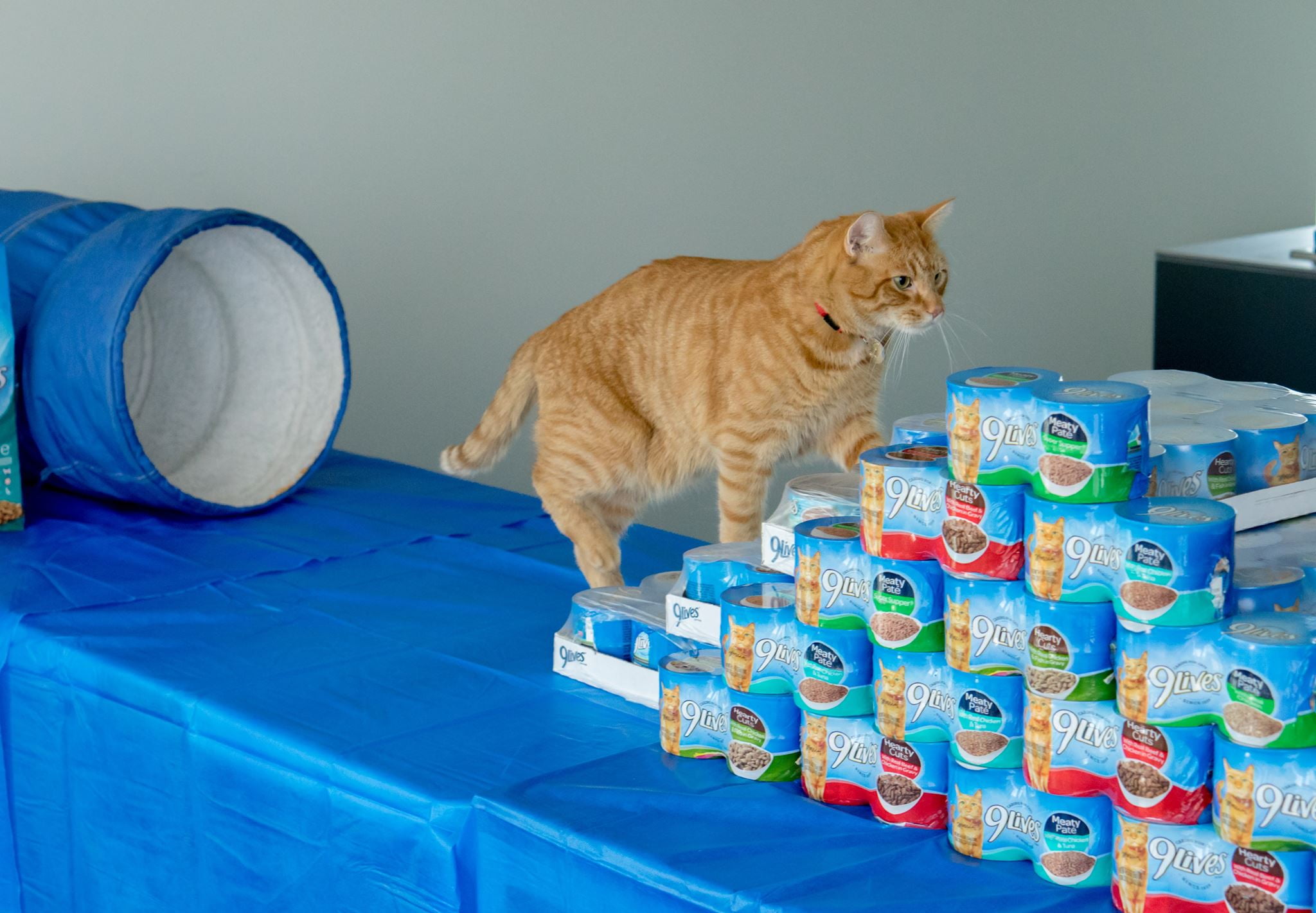 9Lives Hearty Cuts with Real Chicken & Fish in Gravy Wet Cat Food, 5.5 oz. Cans, 24 Count