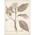 thumbnail image 2 of Unknown  12x14 White Modern Wood Framed Museum Art Print Titled - Antique Sepia Botanicals IX, 2 of 4