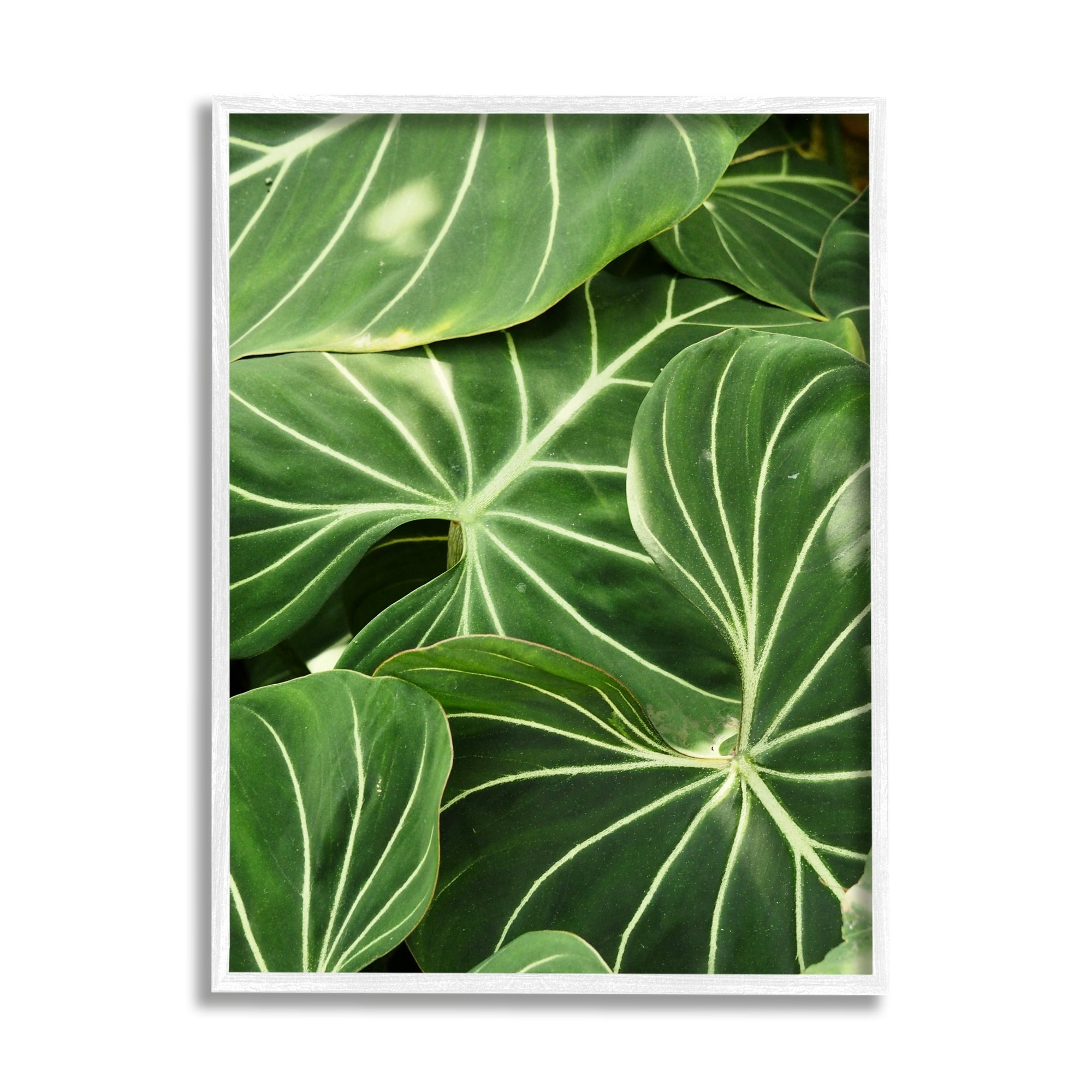 Stupell Industries Lush Green Leaves Vegetation Tropical Plant Photography Photograph White Framed Art Print Wall Art, Design by Gail Peck