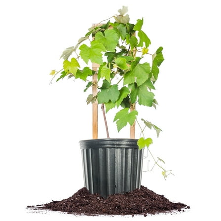 Perfect Plants Cawtaba Grape 3 Gallon