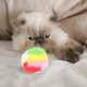 thumbnail image 3 of KAKOWELY 4 pelotas para gatos, juguetes para gatitos, pelotas para rechinar los dientes, pelotas para entrenamiento de mascotas., 3 of 5