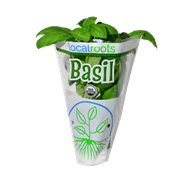 Organic Potted Basil