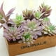 thumbnail image 3 of 10 Uds. Cabezas de flores suculentas de simulación DIY suministros creativos decoración interior plantas artificiales, 3 of 5