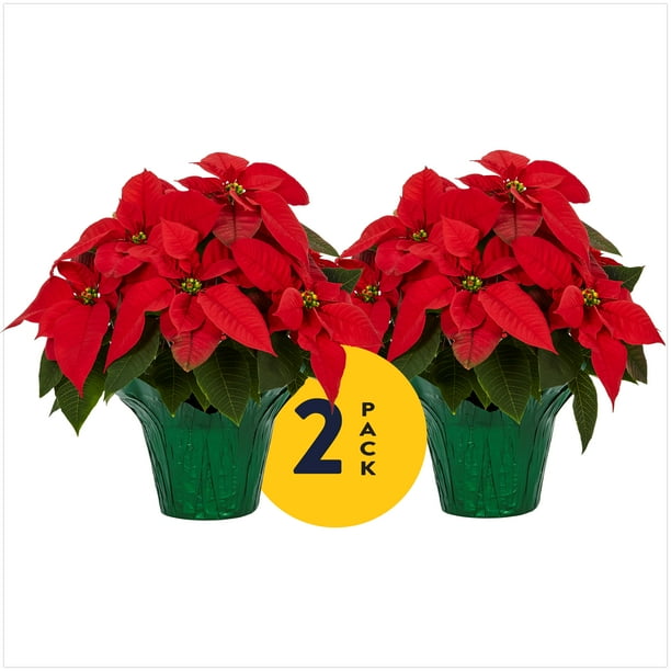 Metrolina Greenhouses Live Indoor Red Poinsettia Holiday