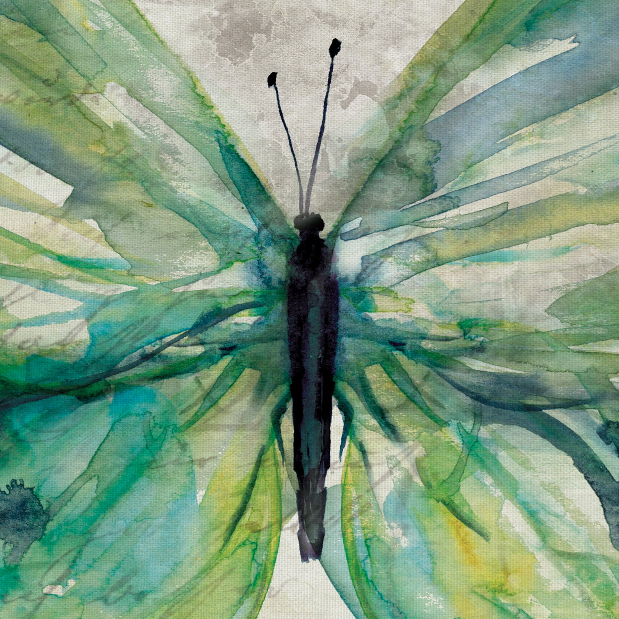 Butterfly Sketch I & II by Carol Robinson Canvas Art Painting Print Set of 2