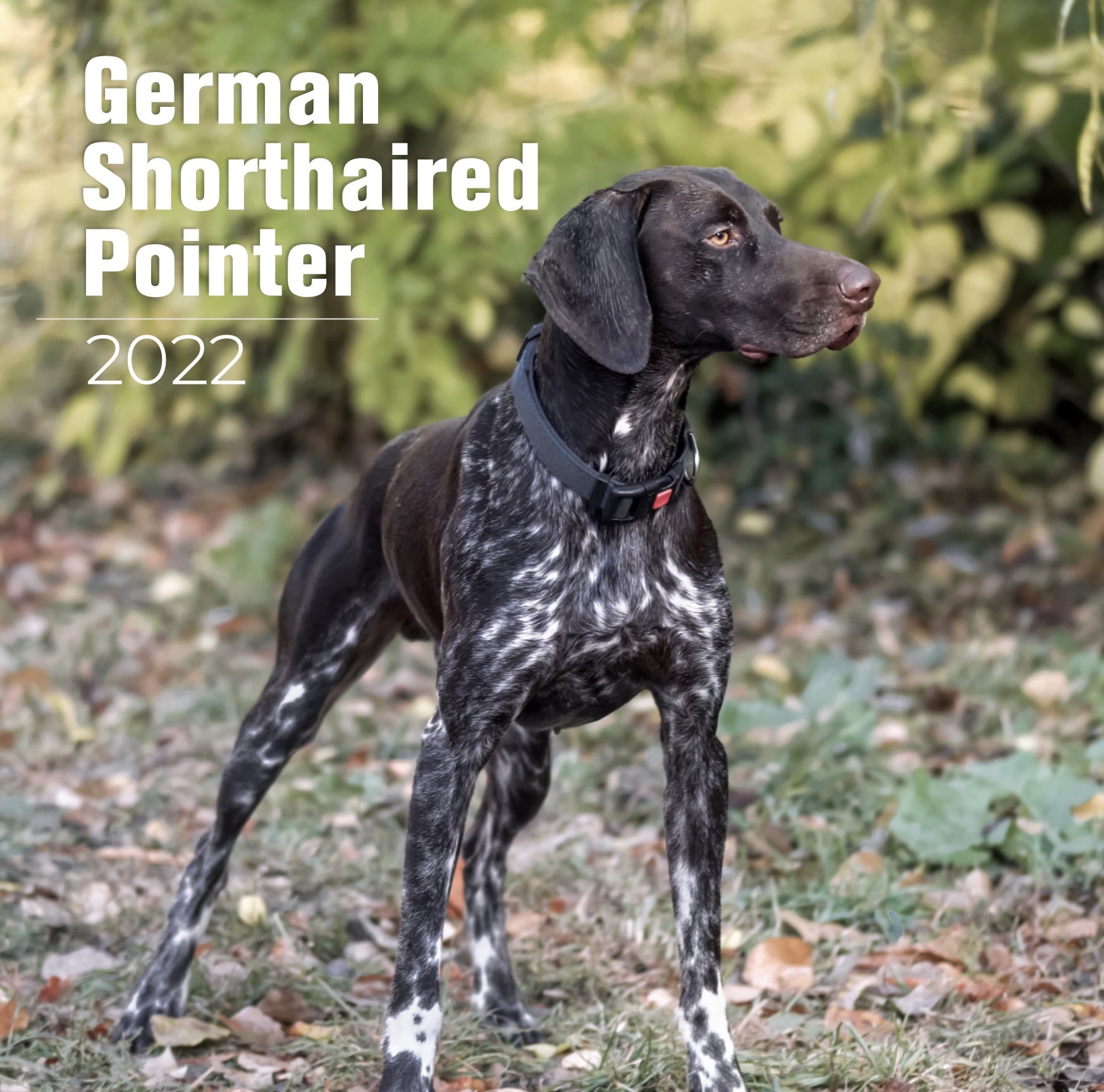 german-shorthair-pointer-calendar-2022-german-shorthair-pointer-dog