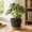Black, variant on Lunxisen 1 Pcs Self-Watering Hanging Flower Pots Planters Outdoor Garden Indoor Flower Pot Low Maintenance