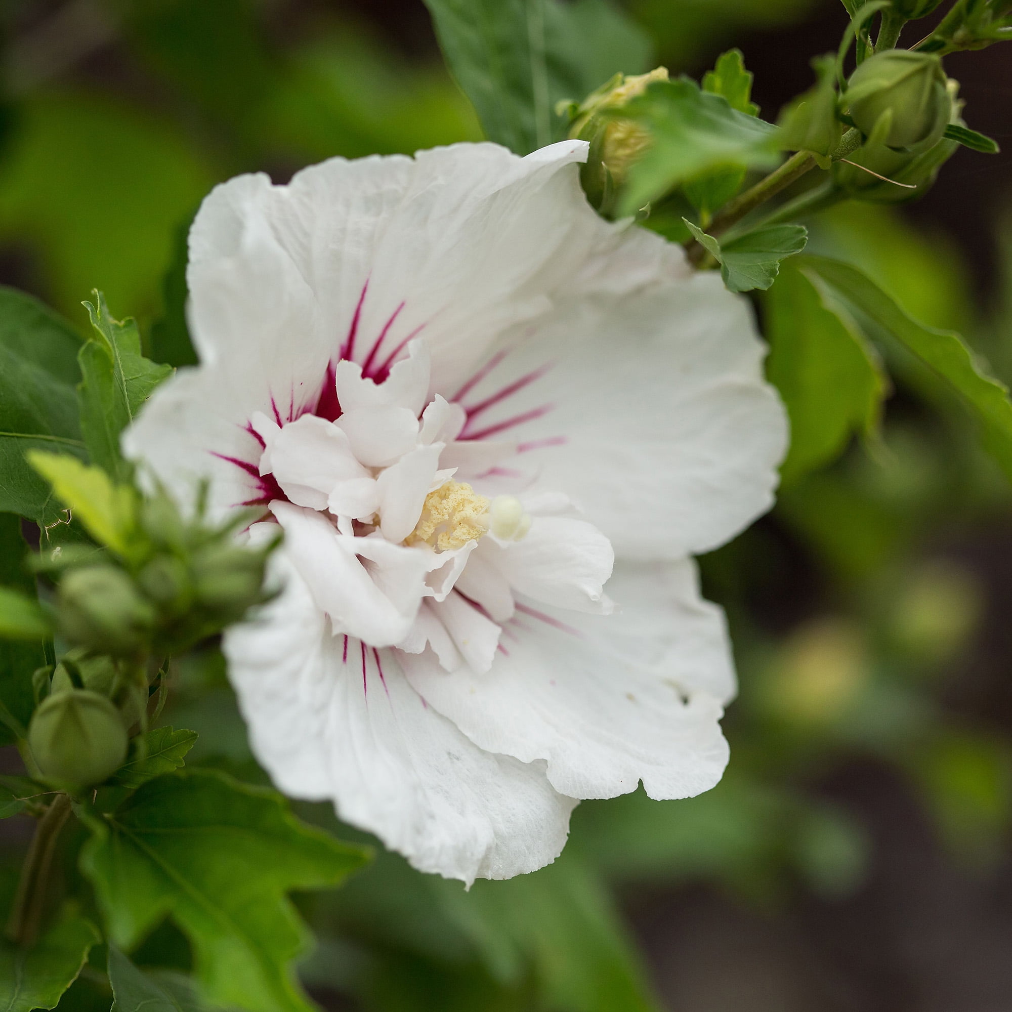 First Editions Hibiscus Bali Live Shrub in 2-Gallon Grower Pot