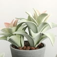 thumbnail image 5 of Mini Artificial Succulent Plant Bonsai Fake Pineapple Leaf Balcony Desktop Decor, 5 of 8