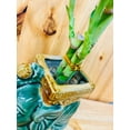 thumbnail image 4 of Lucky Lotus 12" Lucky Bamboo Live Plants in 5" Elephant Ceramic Pot, 4 of 7