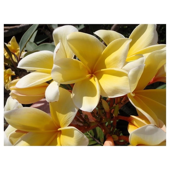 Hawaiian Yellow Melemele Plumeria Frangipani Plant Cutting